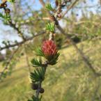 "Blooming" Larches
 /  